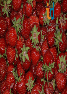 Características del proceso comunitario de las familias productoras de frutilla